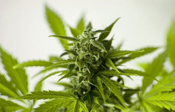 El cannabis medicinal en España